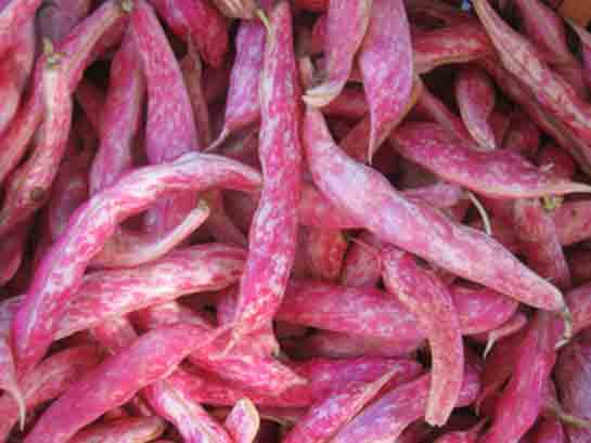 Barbunya Fasulye Türleri ve Özellikleri