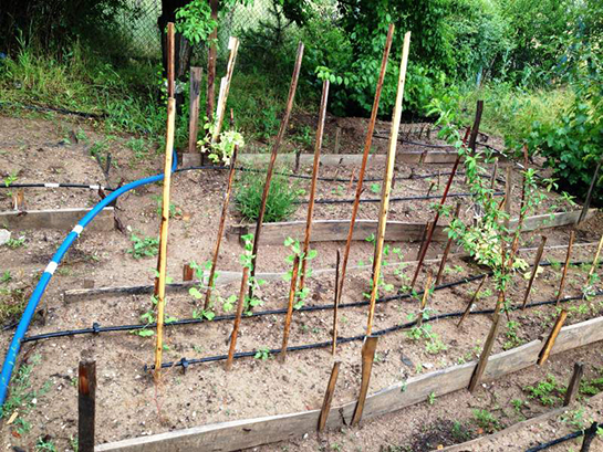 Barbunya Nasıl Dikilir?