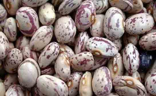 Barbunya Protein Özellikleri ve Faydaları Nelerdir?